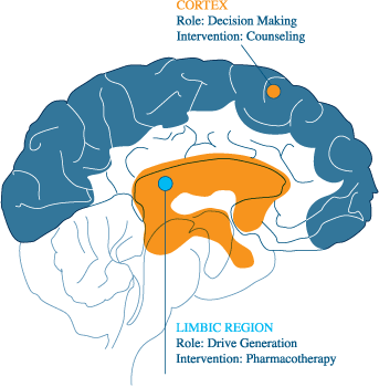 The cortex is related to the